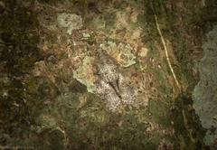 Polylopha epidesma