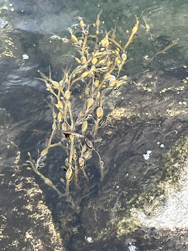 Ascophyllum nodosum observed 2026-10-28