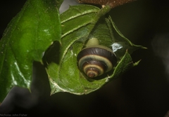 Posorites conscendens