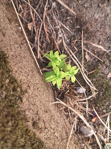 Oldenlandia corymbosa observed 2026-10-27