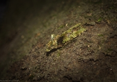 Sorolopha delochlora