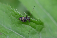 Leiopus linnei