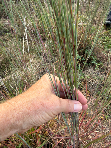 Schizachyrium scoparium observed 2026-10-28
