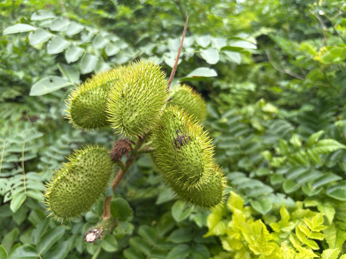 Caesalpinia observed 2026-10-28