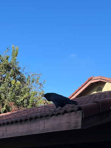 Corvus observed 2026-10-28