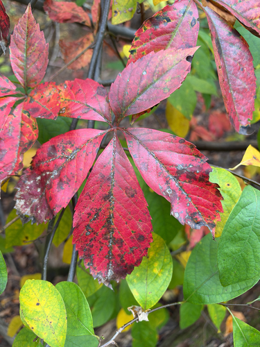 Cissus observed 2026-10-28