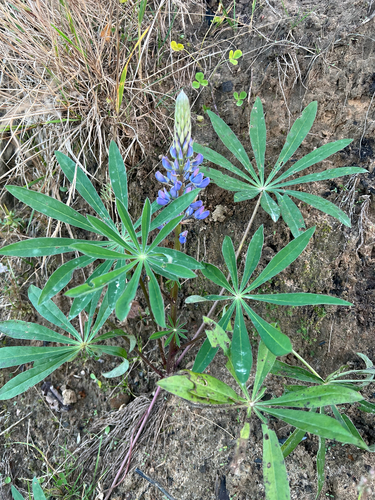 Lupinus observed 2026-10-28