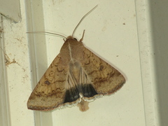 Helicoverpa assulta