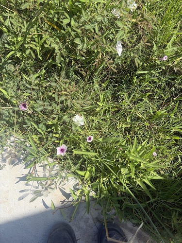 Ipomoea aquatica observed 2026-10-28