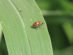 Coptocephala pallens