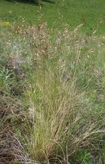 Helictotrichon desertorum