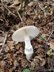 Amanita australis