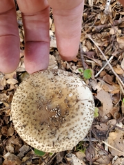 Amanita australis