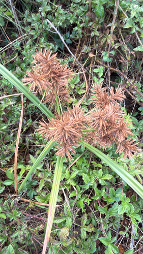 Cyperus odoratus observed 2026-10-28