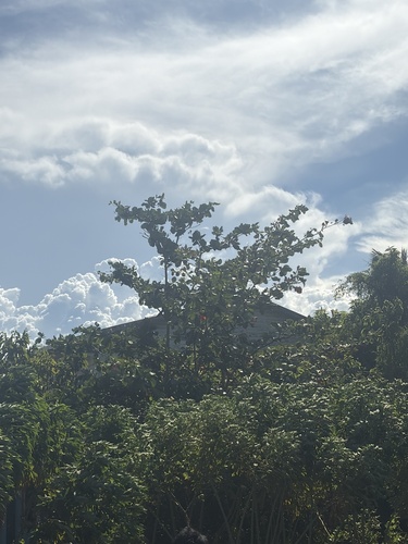Terminalia catappa observed 2026-10-28