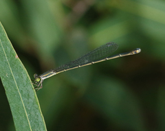 Rhadinosticta simplex