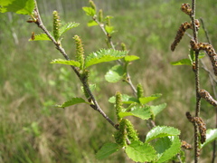 Betula humilis