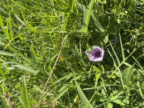 Ipomoea aquatica observed 2026-10-28