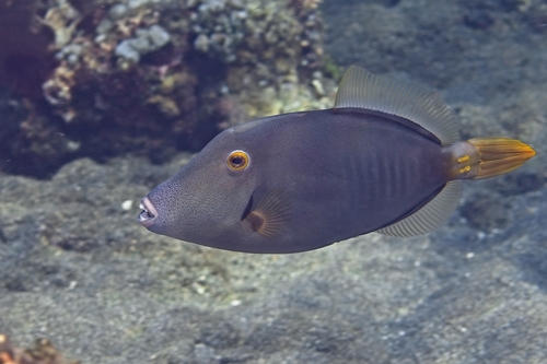 Cantherhines dumerilii observed 2026-10-19