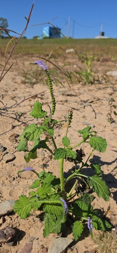 Heliotropium indicum observed 2026-10-28