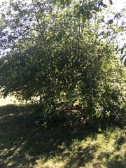 Malus domestica