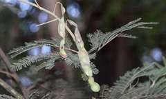 Acacia dealbata dealbata