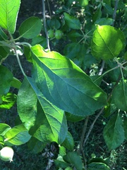 Malus domestica