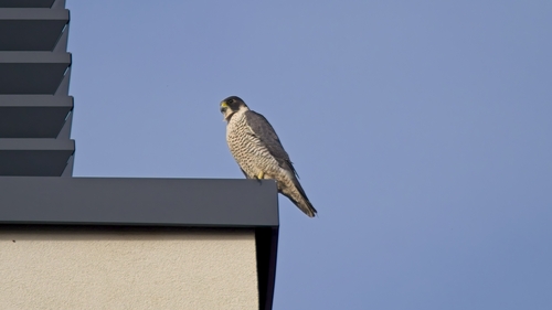 Falco peregrinus observed 2026-10-28