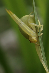Misumena vatia