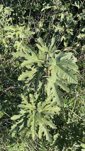 Ficus observed 2026-10-28