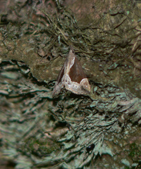 Hypena crassalis