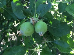 Malus domestica