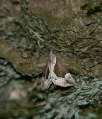 Hypena crassalis