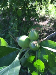 Malus domestica