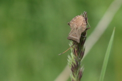 Coreus marginatus