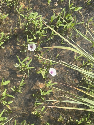 Ipomoea aquatica observed 2026-10-28