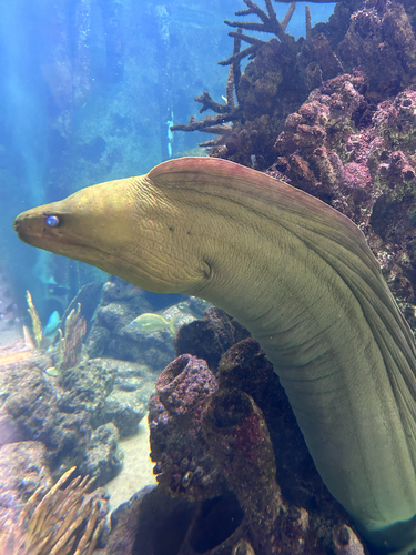 Gymnothorax observed 2026-10-28