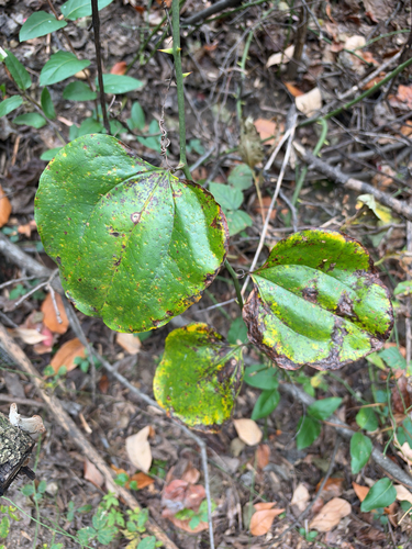 Smilax observed 2026-10-28
