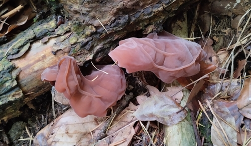 Auricularia observed 2026-10-28