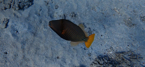 Balistapus undulatus observed 2026-10-28