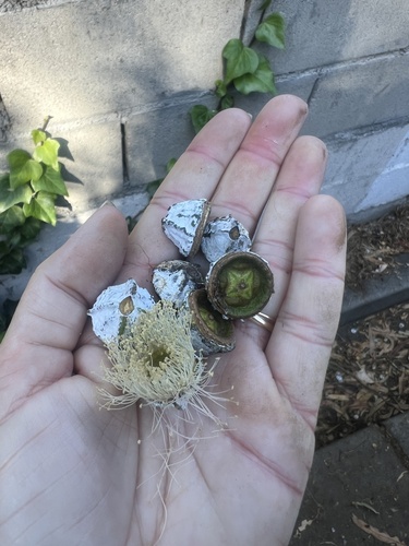 Eucalyptus globulus observed 2026-10-28