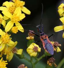 Senecio linearifolius linearifolius