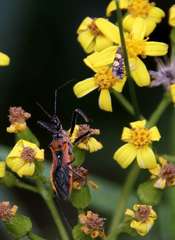 Senecio linearifolius linearifolius