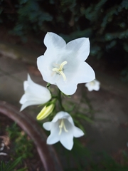 Campanula persicifolia