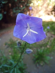 Campanula persicifolia