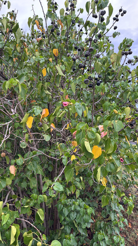 Thespesia populnea observed 2026-10-28