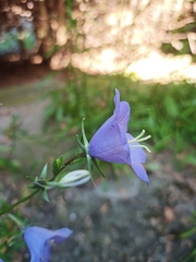 Campanula persicifolia