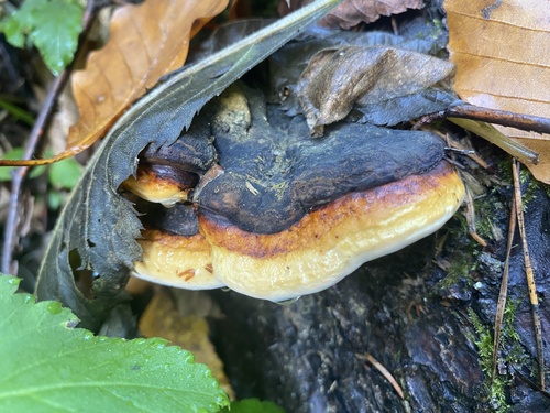 Fomitopsis pinicola observed 2026-10-28