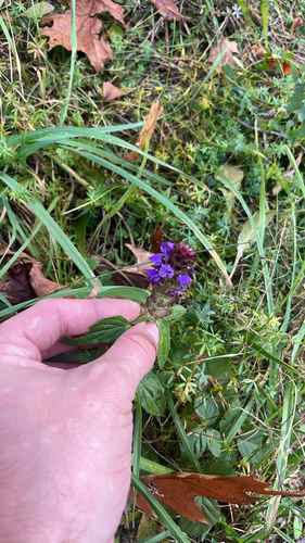 Prunella vulgaris observed 2026-10-28
