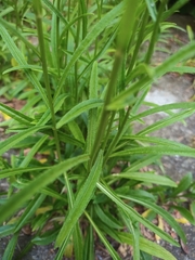 Campanula persicifolia